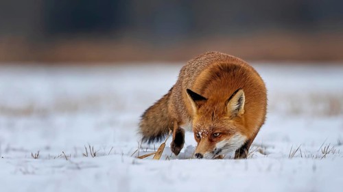Red fox (Vulpes vulpes), hunting, winter fur, lurking, sniffing, winter landscape, frost and snow,