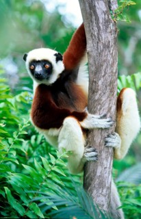 Crown sifaka, Madagascar, Coquerels crown sifaka, Prophitecus verreauxi coquereli, Madagascar,