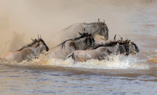 Africa, Wildebeest migration in Kenya, Masai Mara, Wildebeest herd crosses river