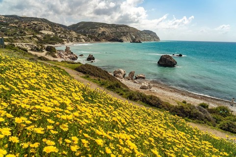 Spring flowers on the beach of Petra tou Romiou, the Rock of Aphrodite in Kouklia near Paphos,