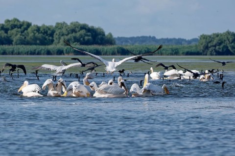 Pelicans and cormorants fish together on the water of Lacul Isac, a lake in the Danube Delta.