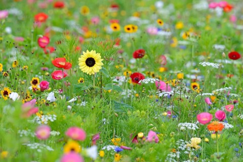 Flowering strip, flowering area with poppy flower (Papaver rhoeas), mallows (Malva) and sunflower