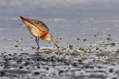 Bar-tailed godwit (Limosa lapponica), foraging in the mudflats, Lower Saxony Wadden Sea National