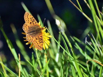 Silver-washed fritillary (Argynnis paphia) seen in Berchtesgaden National Park, Bavaria, Germany,