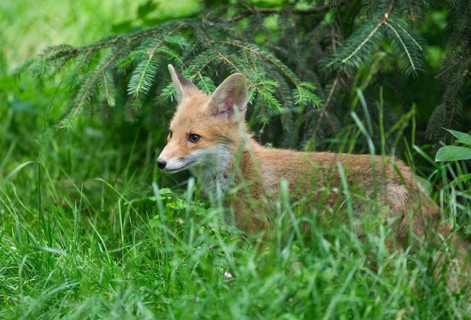 Red fox (Vulpes vulpes), young animal, pup, captive, Germany, Europe
