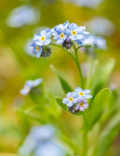 Blue flowers of the forget-me-not (Myosotis), Bavaria, Germany, Europe