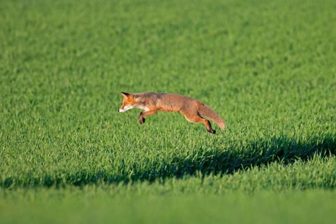 Red fox (Vulpes vulpes) hunting mice, voles by leaping through the air and pouncing upon the rodent