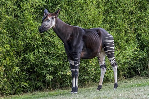 Okapi (Okapia johnstoni) native to the Congo in Central Africa