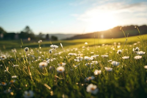 Idyllic rural landscape of grassy meadow field with daisy flowers on sunset, AI generated