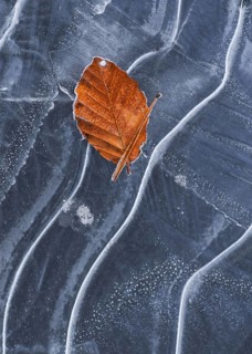 Autumn leaf of European Beech (Fagus sylvatica) on ice of frozen pond in winter