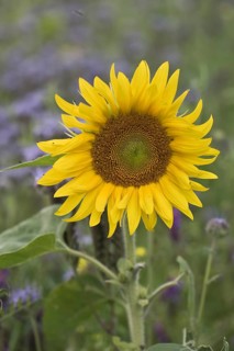 Sunflower (Helianthus annuus) and bee friend (Phacelia tanacetifolia), Emsland, Lower Saxony,