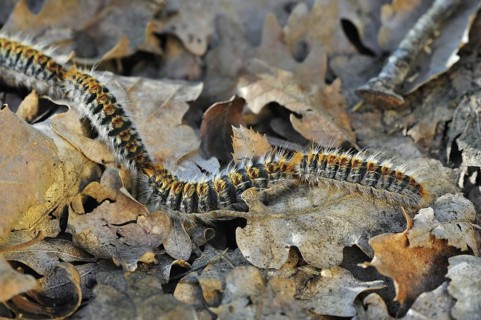 Pine processionary (Thaumetopoea pityocampa) moth caterpillars (Traumatocampa pityocampa) following