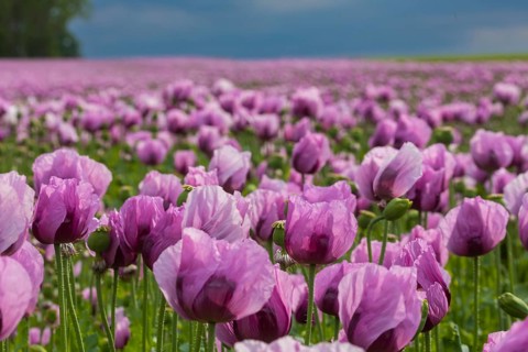 Poppy cultivation in Saxony