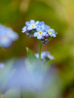 Blue flowers of the forget-me-not (Myosotis), Bavaria, Germany, Europe