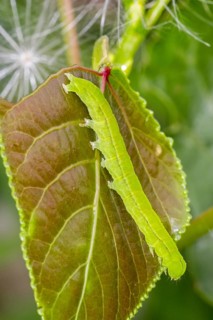 Green caperpillar of herald (Scoliopteryx libatrix) moth (Phalaena libatrix) on leaf in summer