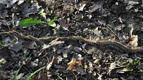 Pine processionary (Thaumetopoea pityocampa) moth caterpillars (Traumatocampa pityocampa) following