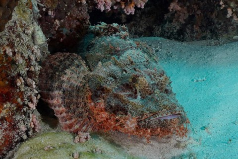 Fringed scorpionfish (Scorpaenopsis oxycephala), dive site Marsa Shona Reef, Egypt, Red Sea, Africa