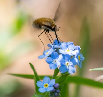 Bee fly (Bombyliidae) sitting on blue flowers of the forget-me-not (Myosotis), Bavaria, Germany,