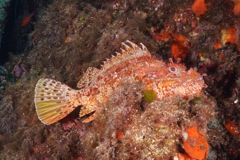 Large red scorpionfish (Scorpaena scrofa), sea sow, in the Mediterranean near Hyères. Dive site