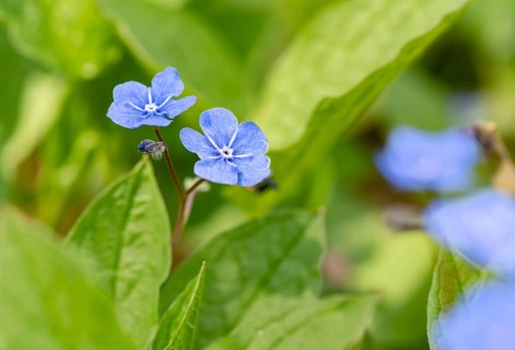 Blue flowers of the forget-me-not (Myosotis), Bavaria, Germany, Europe