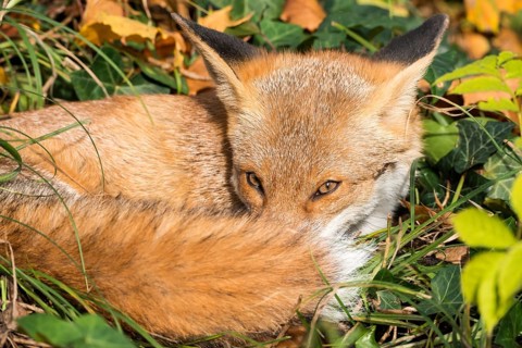 Red fox (Vulpes vulpes) lying curled up in the sun, ivy leaves (or common ivy (Hedera helix) or
