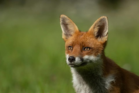 Red fox (Vulpes vulpes) adult animal head portrait, Essex, England, United Kingdom, Europe