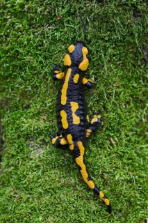 Fire salamander (Salamandra salamandra), Lower Saxony, Germany, Europe