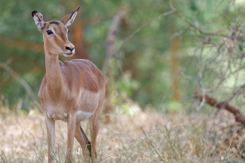 Common impala (Aepyceros melampus), adult female standing in tall dry grass, alert, animal