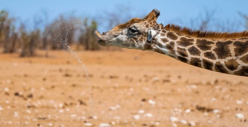 Angolan giraffe (Giraffa giraffa angolensis) drinking, with upturned lip, funny, animal portrait,