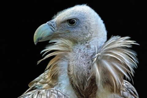 Animal, animals, bird, birds, vulture, griffon vulture (Gyps fulvus), portrait, Bavaria, Federal