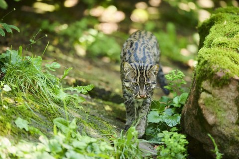 Fishing cat (Prionailurus viverrinus), walking, Bavaria, Germany, Europe