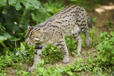 Fishing cat (Prionailurus viverrinus), walking, Bavaria, Germany, Europe
