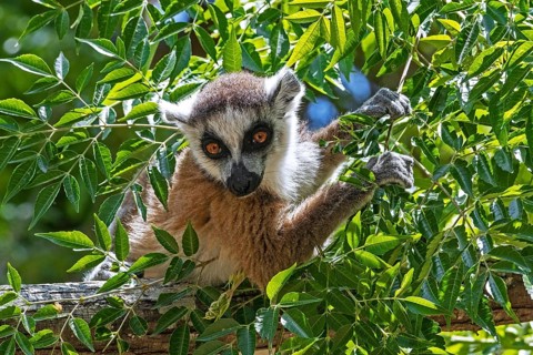 Ring-tailed lemur (Lemur catta) in tree eating leaves, Isalo National Park, Ihorombe Region,