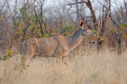 Greater kudu (Tragelaphus strepsiceros), adult female walking in tall dry grass, Kruger National