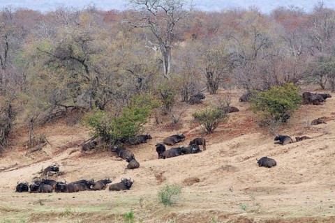 Cape buffaloes (Syncerus caffer caffer), herd resting on the banks of the Olifants River, Kruger