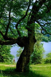 Old sycamore maple at Barmsee, Krün, Werdenfelser Land, Upper Bavaria, Bavaria, Germany, Europe