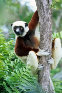 Crown sifaka, Madagascar, Coquerels crown sifaka, Prophitecus verreauxi coquereli, Madagascar,