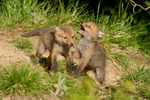 Red fox (Vulpes vulpes), Two young fox cubs play and tussle with each other in the grass