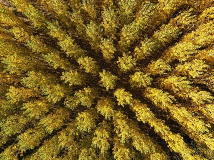 European Aspen (Populus tremula) in autumnal colours. Cultivated for timber. Aerial view. Drone