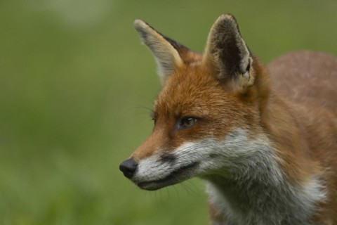Red fox (Vulpes vulpes) adult animal head portrait, England, United Kingdom, Europe