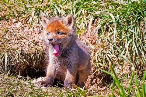 Young fox in front of the foxhole, Lower Saxony, Federal Republic of Germany
