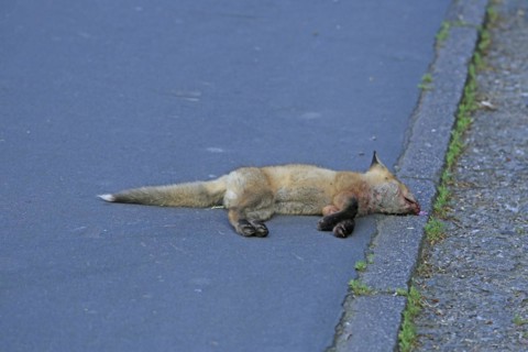 Red fox (Vulpes vulpes), A dead fox lying on the tarmac by the roadside