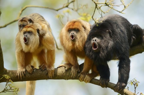 Black howler (Alouatta caraya), male and female calling with young, captive, occurring in South