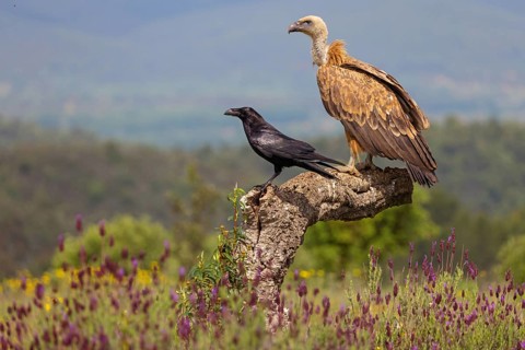 Griffon Vulture, Eurasian Griffon Vulture, Griffon Vulture, Eurasian Griffon, (Gyps fulvu), Vautour