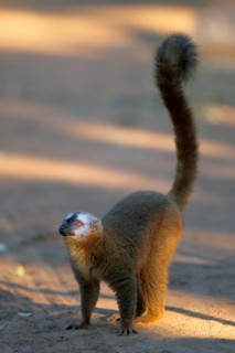 Crown sifaka, Madagascar, Coquerels crown sifaka, Prophitecus verreauxi coquereli, Madagascar,