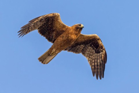 Birds on camera, A booted eagle in flight, Israel, Middle East, Asia