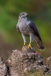 Northern northern goshawk (Accipiter gentilis), Autour des palombes, Hides De Calera / Goshawk