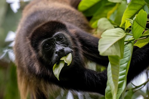 Mantled howler (Alouatta palliata) eating leaves in a tree, Cahuita National Park, Costa Rica,