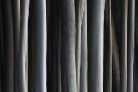 Abstract, motion blurred beech tree trunks at Ghost Wood, Gespensterwald along the Baltic Sea beach
