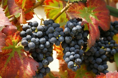Vine. The wine-growing region of Saxony is one of the smallest and most north-easterly in Germany.